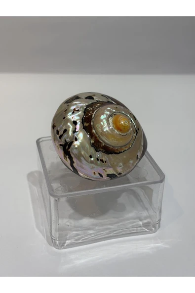 gemsartdeco SARMATICOS KABUK - Resim 3