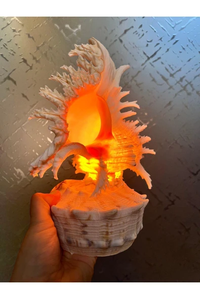 gemsartdeco Deniz Kabuğu Lamba Prizli - Resim 2