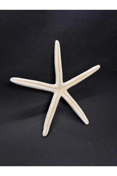 gemsartdeco PARMAK DENİZ YILDIZI - Resim 2