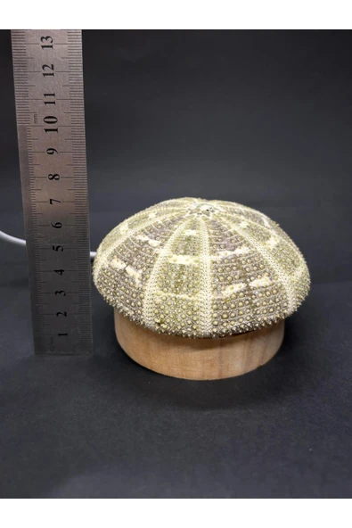 gemsartdeco DENİZ KESTANESİ GECE LAMBASI - Resim 7