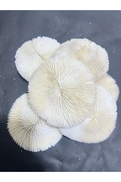 gemsartdeco Mantar Mercan ürün görseli