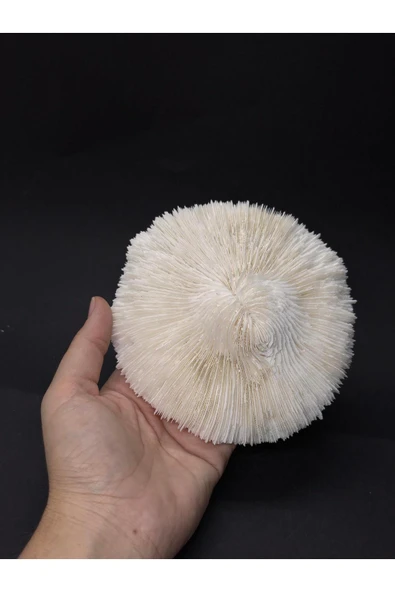 gemsartdeco MANTAR MERCAN - Resim 4