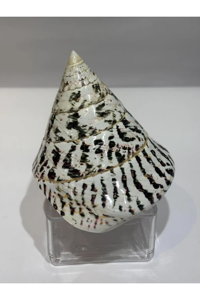 gemsartdeco TROCA POLISHED NATURAL KABUK - Resim 3