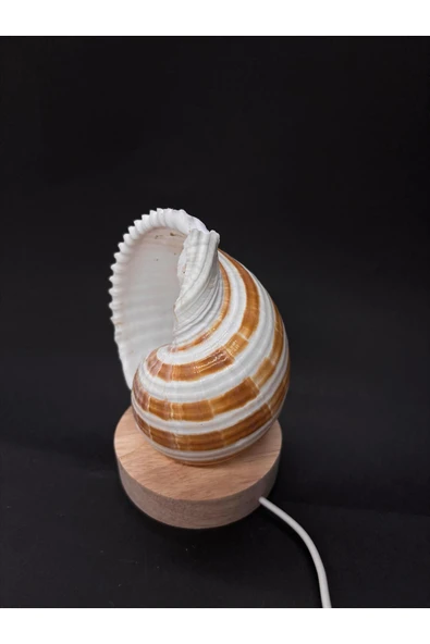 gemsartdeco TONA DENİZ KABUĞU GECE LAMBASI - Resim 6