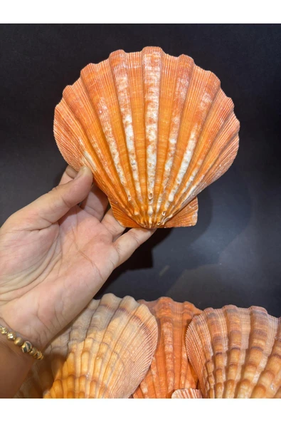 gemsartdeco Lion's Paw Scallop Kabuk - Resim 7