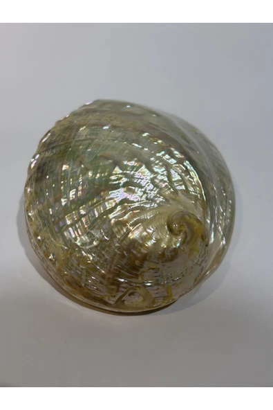 gemsartdeco ASIMILIS KABUK - Resim 6