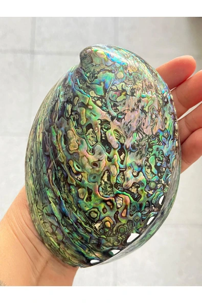 gemsartdeco Paua Sedef Kabuk Filipinler - Resim 3