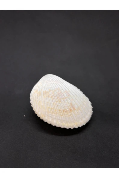 gemsartdeco BEYAZ COCKLES KABUK - Resim 4