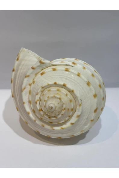 gemsartdeco TONA SKOSA SHELL - Resim 8