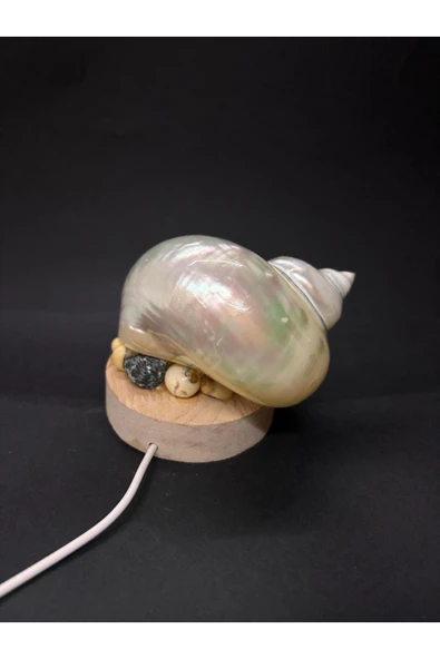 gemsartdeco NAUTİLUS KABUK GECE LAMBASI - Resim 6