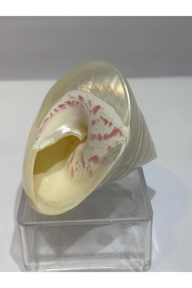 gemsartdeco TROCA KABUK - Resim 5