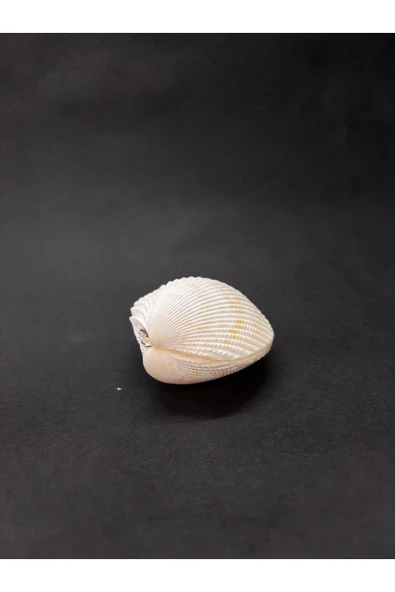gemsartdeco BEYAZ COCKLES KABUK - Resim 6