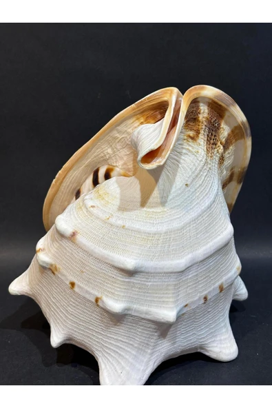 gemsartdeco CASIS KABUK L BOY - Resim 4