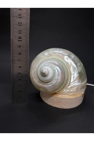 gemsartdeco NAUTİLUS KABUK GECE LAMBASI - Resim 7