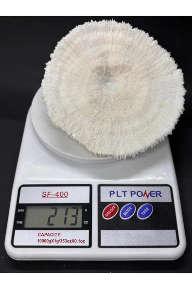 gemsartdeco MANTAR MERCAN - Resim 8