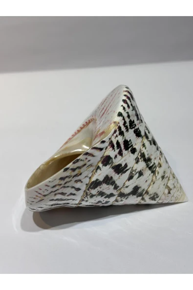 gemsartdeco TROCA POLISHED NATURAL KABUK - Resim 6