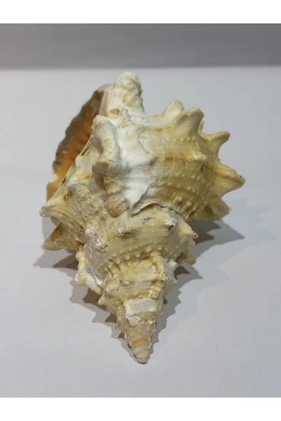 gemsartdeco BURSA BUBO KABUK ORTA BOY - Resim 3