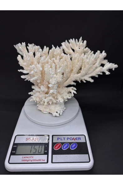 gemsartdeco İNCE DAL MERCAN CORAL CLUSTER - Resim 8