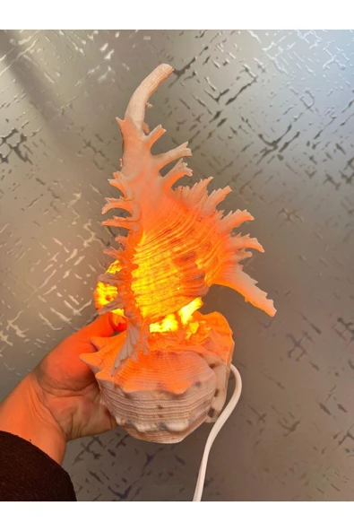 gemsartdeco Deniz Kabuğu Lamba Prizli - Resim 4