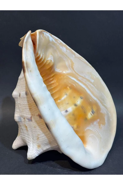 gemsartdeco CASIS KABUK L BOY - Resim 6