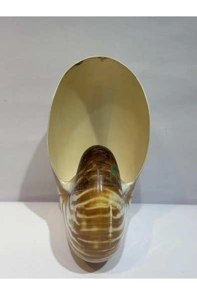 gemsartdeco NATİLUS KOLEKSİYON KABUK - Resim 2