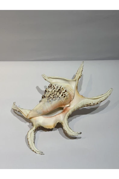 gemsartdeco CHİREGRA ORJİNAL KABUK ürün görseli