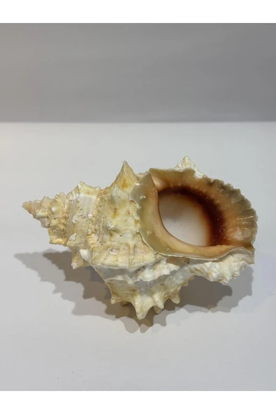 gemsartdeco BURSA BUBO KABUK ORTA BOY - Resim 5