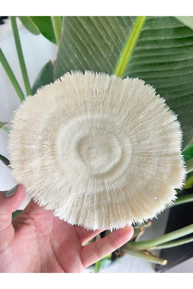 gemsartdeco Mantar Mercan - Resim 3