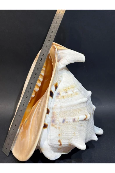 gemsartdeco CASIS KABUK L BOY - Resim 2