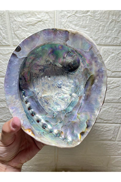 gemsartdeco Abalone Filipinler Efsane Kabuk - Resim 4