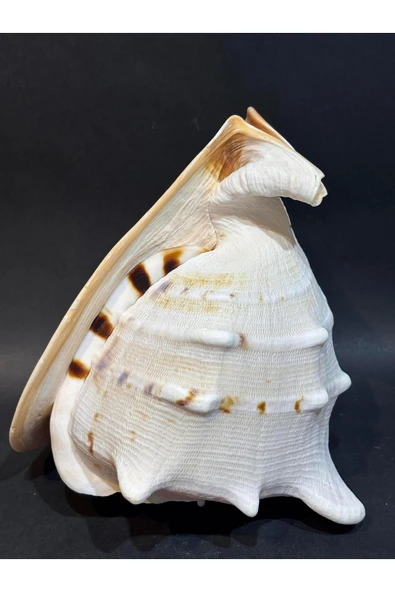 gemsartdeco CASIS KABUK L BOY - Resim 3