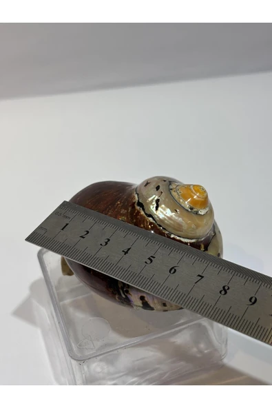 gemsartdeco SARMATICOS KABUK - Resim 5