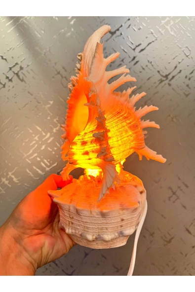 gemsartdeco Deniz Kabuğu Lamba Prizli - Resim 3