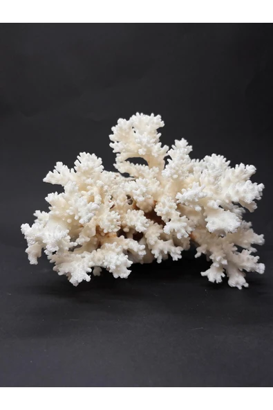 gemsartdeco Dal Mercan Harika Koleksiyon - Resim 4