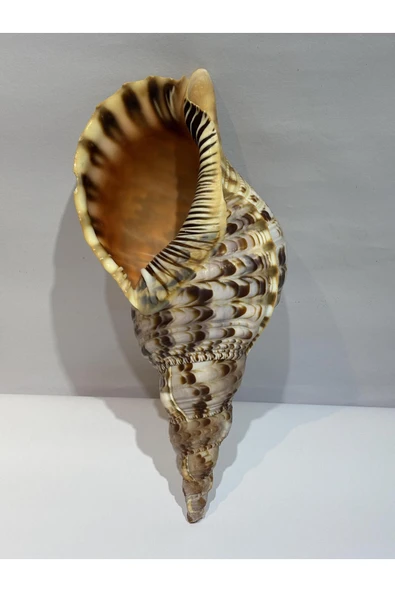 gemsartdeco TRIATON KABUK - Resim 5