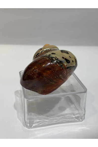 gemsartdeco SARMATICOS KABUK - Resim 6