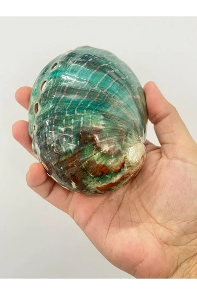 gemsartdeco Flipinler Okyanus Kabuk - Resim 4