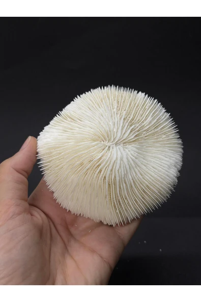 gemsartdeco MANTAR MERCAN - Resim 6