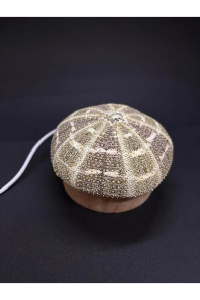 gemsartdeco DENİZ KESTANESİ GECE LAMBASI - Resim 3