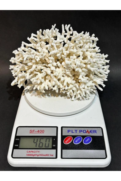 gemsartdeco İNCE DAL MERCAN - Resim 5