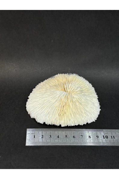 gemsartdeco MANTAR MERCAN - Resim 5