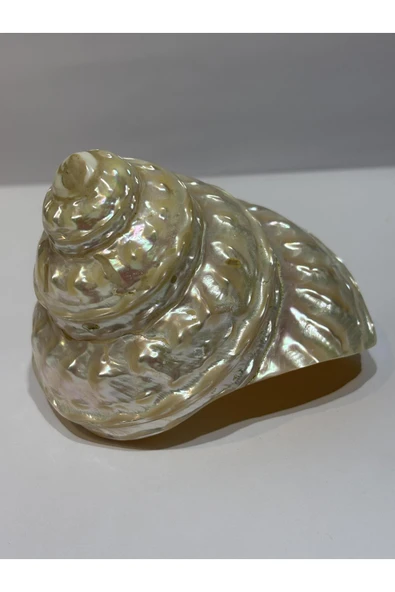 gemsartdeco UNDOSA SHELL - Resim 6