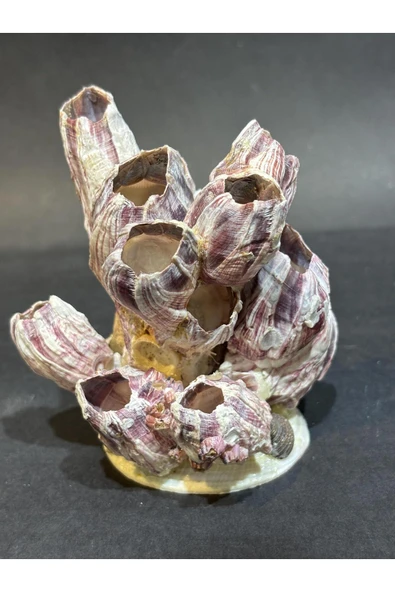 gemsartdeco Lale Mercan Özel Stantlı - Resim 3