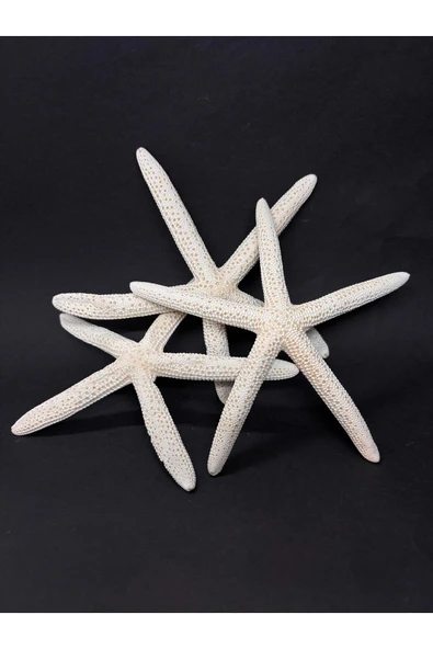 gemsartdeco PARMAK DENİZ YILDIZI - Resim 5