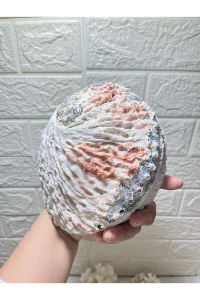 gemsartdeco Abalone Filipinler Efsane Kabuk - Resim 2