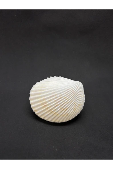 gemsartdeco BEYAZ COCKLES KABUK - Resim 7