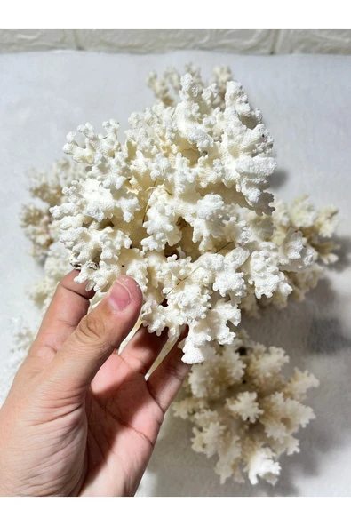 gemsartdeco Mercan Doğaltaş Boy 5 - Resim 3