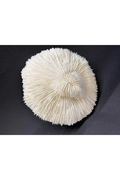 gemsartdeco MANTAR MERCAN - Resim 2