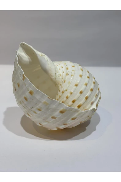 gemsartdeco TONA SKOSA SHELL ürün görseli 1