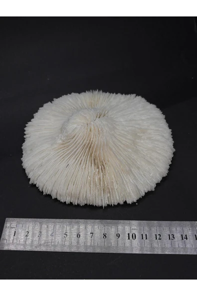 gemsartdeco MANTAR MERCAN - Resim 7